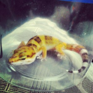 Another shot of when I first got my Leo!