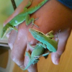 You can find something interesting in even the most common of lizards, you just have to be able to look hard enough.