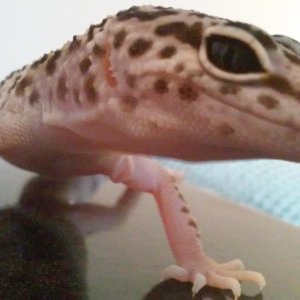 Sammi my male Leopard Gecko