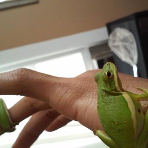 My Green Tree Frogs