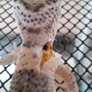 My second Leopard 
Gecko shedding