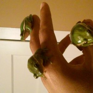 Green Tree frogs
