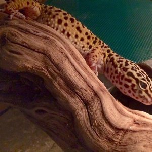 Spock on his log