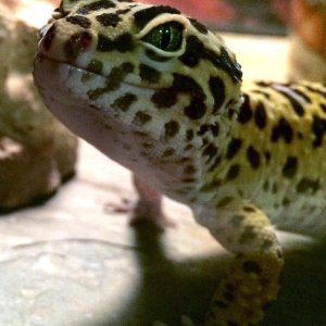 Spock gives me the eye