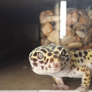 A walking Kodak moment. Even models are jealous of his natural ability to pose for the camera.