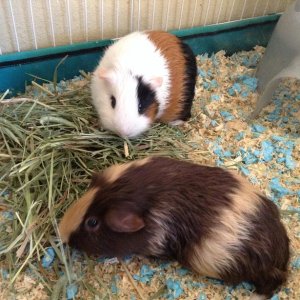My guinea pigs after they got a bath 😊
