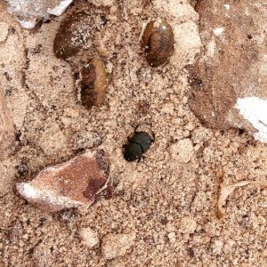 Dung beetle