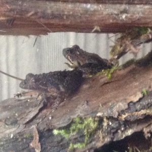 2 of my frogs (unknown species)