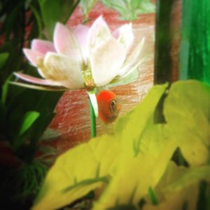 My pink Glofish tetra, Moonrise!