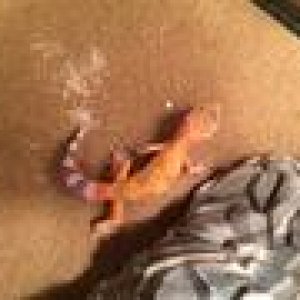 My baby Tangerine Leopard Gecko, Mango!