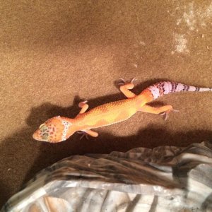 My baby Tangerine Leopard Gecko #2