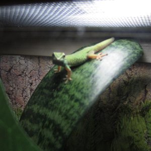 16mo. Female williamsi