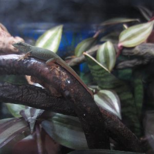 Female williamsi, 15 mo.