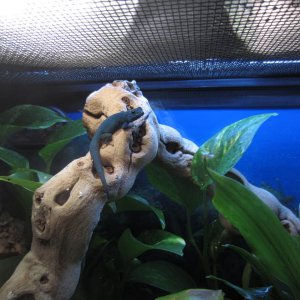 Papa Smurf, basking