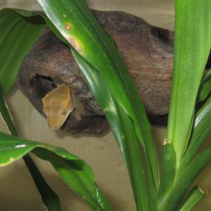 Sprocket in her hideout