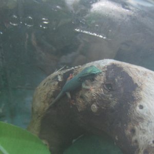 Hatchling williamsi in mason jar