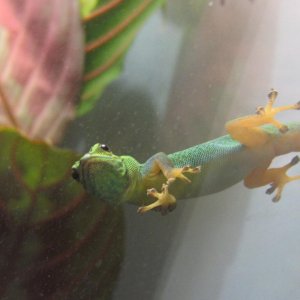 Sub Adult female williamsi