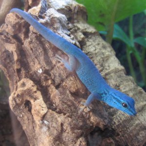 Smurfo, adult male- "daddy" gecko