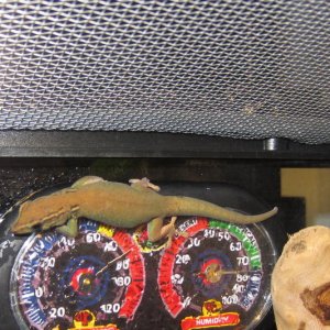 Female williamsi, 7mo.