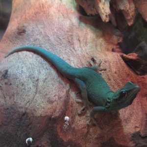 Male williamsi at 6mo.