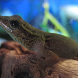 Female L. williamsi, 12mo.