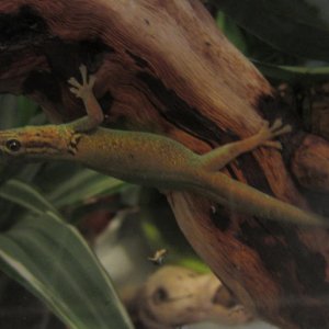 Sub Adult L. williamsi