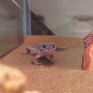 New Gecko 1#