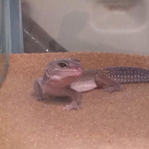 New Gecko 4#