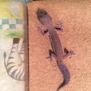 New Gecko 5#