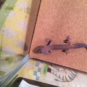 New Gecko 6#