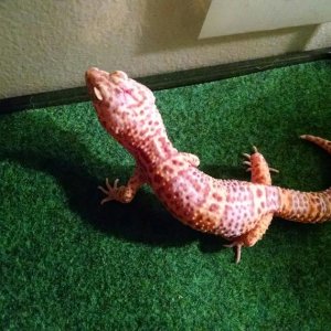 IMG 20150904 201830523