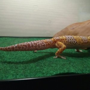 IMG 20150908 201536005