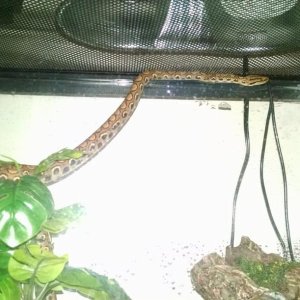 Pandora wants out of her "Box"
Lil' troublemaker :)