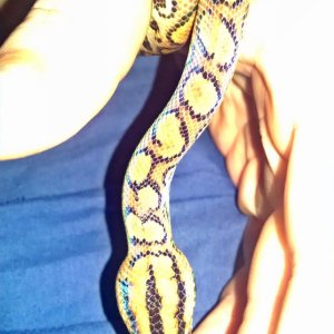 Head view w iridescence