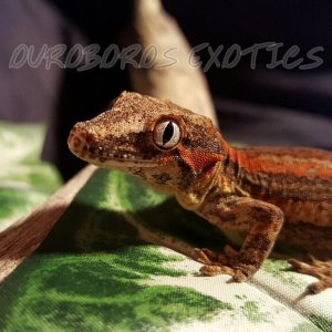 Ifrit