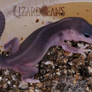 Chenu x Boreas 5-10-16
Tourmaline