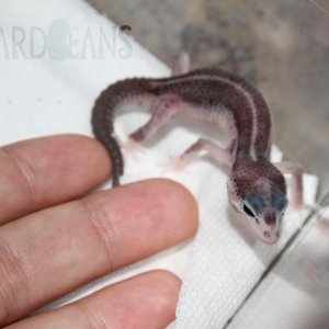 Chenu x Boreas after first shed (5-13-16)
Tourmaline