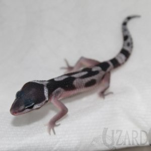 Boreas x Chenu 5-26-16
Mica