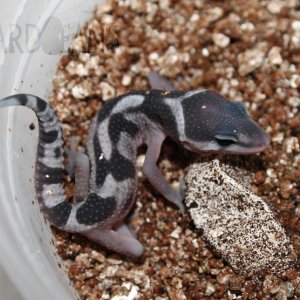 Boreas x Chenu 5-26-16
Mica