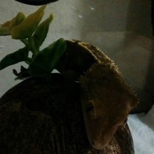 My 1 1/2 yr old crested gecko Zeus 
He's an
Unknown morph,but definitely has flame genes!
