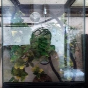 My Zoo med terrarium!