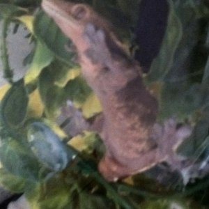 Zeus is a proud member of the gecko unlimited community.
