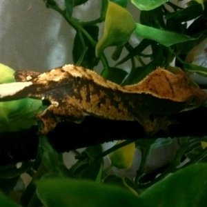 Juvenile new Caledonian gecko hunting crickets!