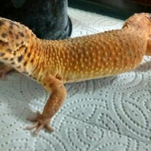 My Carrot tailed leopard gecko.