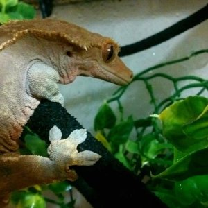 Crested gecko Zeus relaxing on a stormy day!