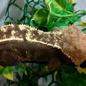 Crested gecko.