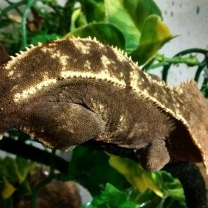 Crested gecko.