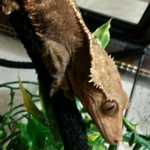 Crested gecko.