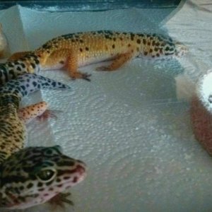 Another day in gecko town!