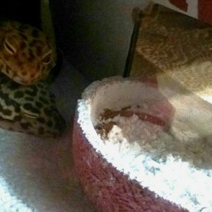 Leopard geckos lounging